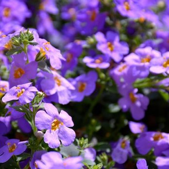 Smoot Landscaping - Landscaping Near Me - Muncie, Indiana Smoot Landscaping - Landscaping Near Me - Muncie, Indiana