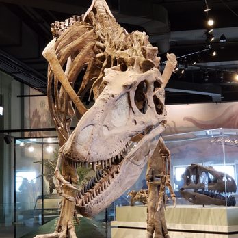 Field Museum - Museums Near Me - Chicago, Illinois Field Museum - Museums Near Me - Chicago, Illinois
