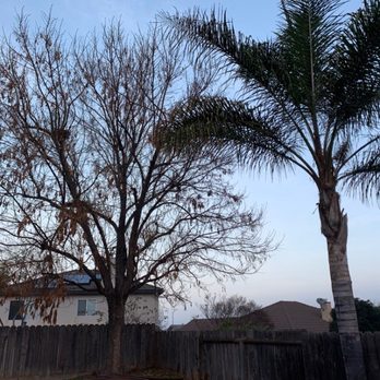 Guerreros Tree Service - Tree Services Near Me Guerreros Tree Service - Tree Services Near Me