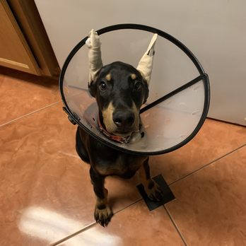 houston's ear cropping clinic