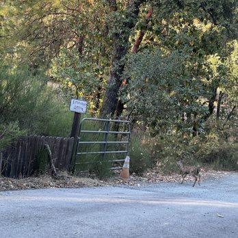 Lake Francis Resort - Deer! - Boating Near Me - Dobbins, California Lake Francis Resort - Deer! - Boating Near Me - Dobbins, California