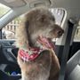 Photo of Just Grooming