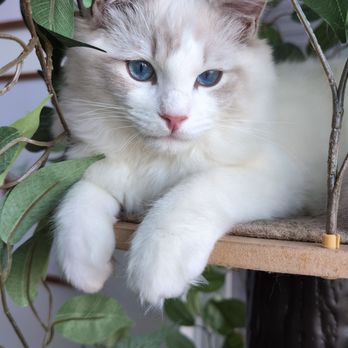 Rhetorical Ragdolls - Pet Breeders Near Me Rhetorical Ragdolls - Pet Breeders Near Me