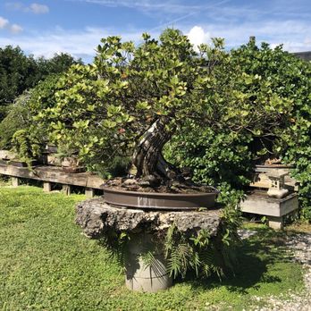 Miami Tropical Bonsai - Nurseries & Gardening Near Me - Miami, Florida Miami Tropical Bonsai - Nurseries & Gardening Near Me - Miami, Florida
