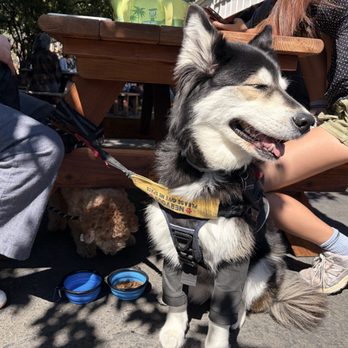 LOVELY - dog friendly patio - Coffee & Tea Near Me - Springfield, Oregon