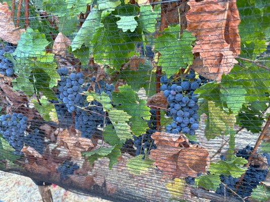 Elleary Wine Tasting Room by null