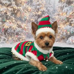 The Salty Paw Pet Salon - Finn wishes everyone a Merry Christmas!