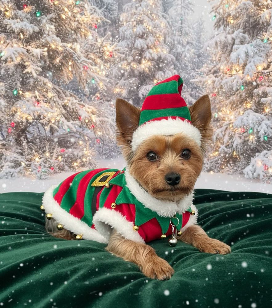 The Salty Paw Pet Salon - pet boarding facility in Ankeny, IA