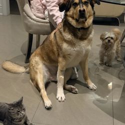 Redemption Paws
