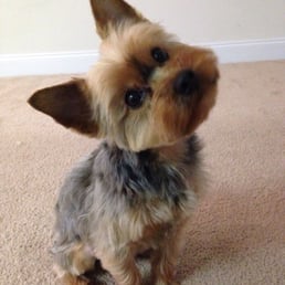 Rocco's freshly groomed and so freakin cute! Thanks Beth and Jessica!!!