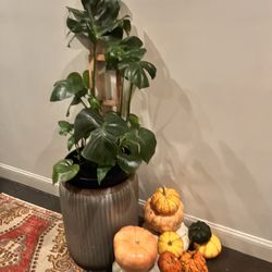 Helen - Seasonal decor