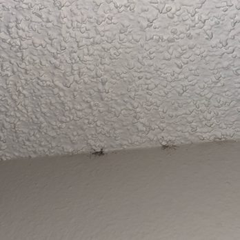 Waverley Place Apartments - Roach dropping on the ceiling and other areas of the apartment. - Apartments Near Me - Naples, Florida Waverley Place Apartments - Roach dropping on the ceiling and other areas of the apartment. - Apartments Near Me - Naples, Florida
