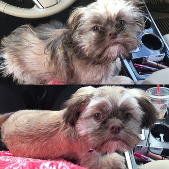 Grooming By Kellie - Pet Groomers Near Me - Cooper City, Florida