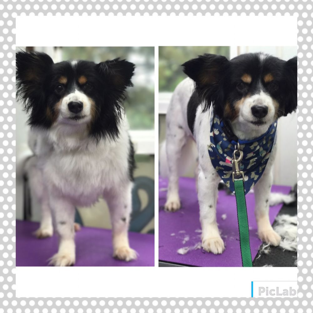 TAILS & TUBS II MOBILE GROOMING Updated August 2024 65 Photos