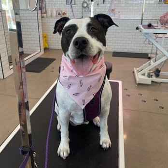 Pixie Sticks Dog Boutique - Pet Groomers Near Me - Gilbert, Arizona