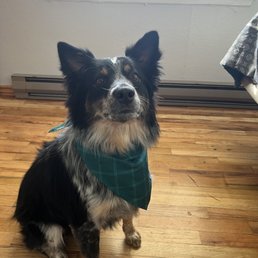The most handsome pup The most handsome pup