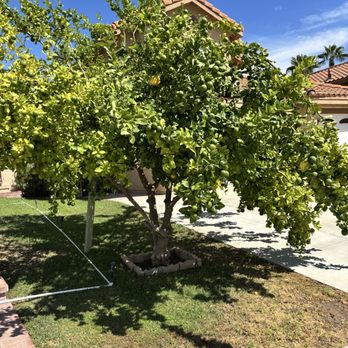 Premier Tree Experts - Lemon tree that is in danger of dying. - Tree Services Near Me - Orange, California Premier Tree Experts - Lemon tree that is in danger of dying. - Tree Services Near Me - Orange, California