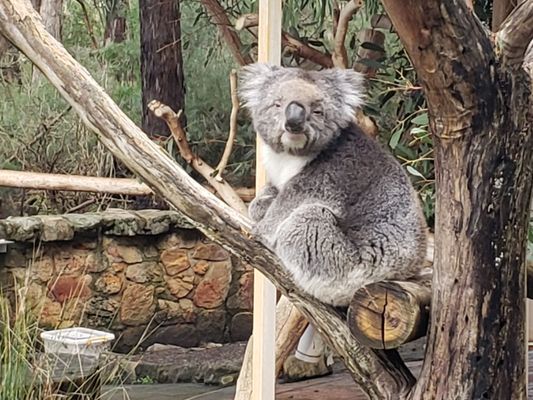 Cleland Wildlife Park by null
