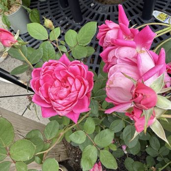 Chapon's Greenhouse & Supply - Rose bush - Nurseries & Gardening Near Me - Pittsburgh, Pennsylvania