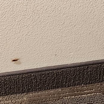 Hilton Austin - A unwelcome and unexpected visitor. - Hotels Near Me - Austin, Texas