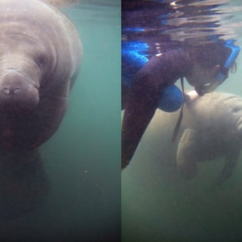 Snorkeling With Manatees - you really get to see them up close! - Snorkeling Near Me - Crystal River, Florida Snorkeling With Manatees - you really get to see them up close! - Snorkeling Near Me - Crystal River, Florida