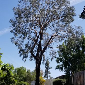 Westwind Landscape and Tree Service - Eucalyptus - Landscaping Near Me - Spring Valley, California Westwind Landscape and Tree Service - Eucalyptus - Landscaping Near Me - Spring Valley, California