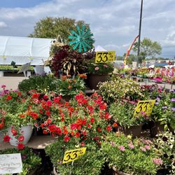 Plant Place - Lots of sun loving annuals