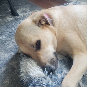 Sarah Sunshine's Pet Services - Pet Services Near Me