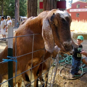Plubell's Family Orchard - a young boy feeding a goat - Fruits & Veggies Near Me - Camino, California Plubell's Family Orchard - a young boy feeding a goat - Fruits & Veggies Near Me - Camino, California