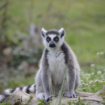 Parco Natura Viva - Zoos Near Me - Bussolengo, VR Parco Natura Viva - Zoos Near Me - Bussolengo, VR