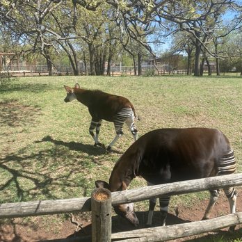 Oklahoma City Zoo - Zoos Near Me - Oklahoma City, Oklahoma Oklahoma City Zoo - Zoos Near Me - Oklahoma City, Oklahoma