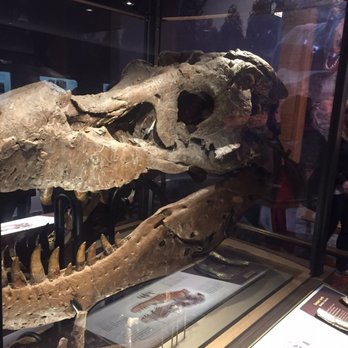 Field Museum - Museums Near Me - Chicago, Illinois