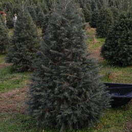 Beautiful blue concolor spruce tree. Beautiful blue concolor spruce tree.