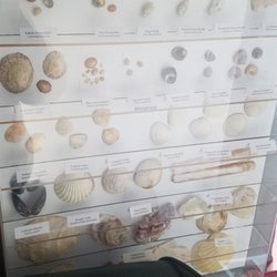 Murphy's Pub at The Islander's Rest - Local shell exhibit (in room off pool room) proves super helpful if you pick any shells up on the beach.