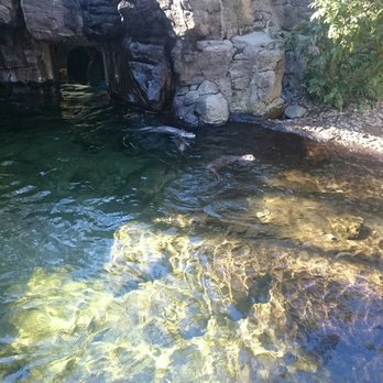 High Desert Museum - Otters - Museums Near Me - Bend, Oregon