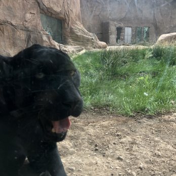 Bearizona - Jaguar - Zoos Near Me - Williams, Arizona Bearizona - Jaguar - Zoos Near Me - Williams, Arizona