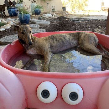 Hinsch Brett G DVM - Wolfgang in his pool - Veterinarians Near Me - Tucson, Arizona Hinsch Brett G DVM - Wolfgang in his pool - Veterinarians Near Me - Tucson, Arizona