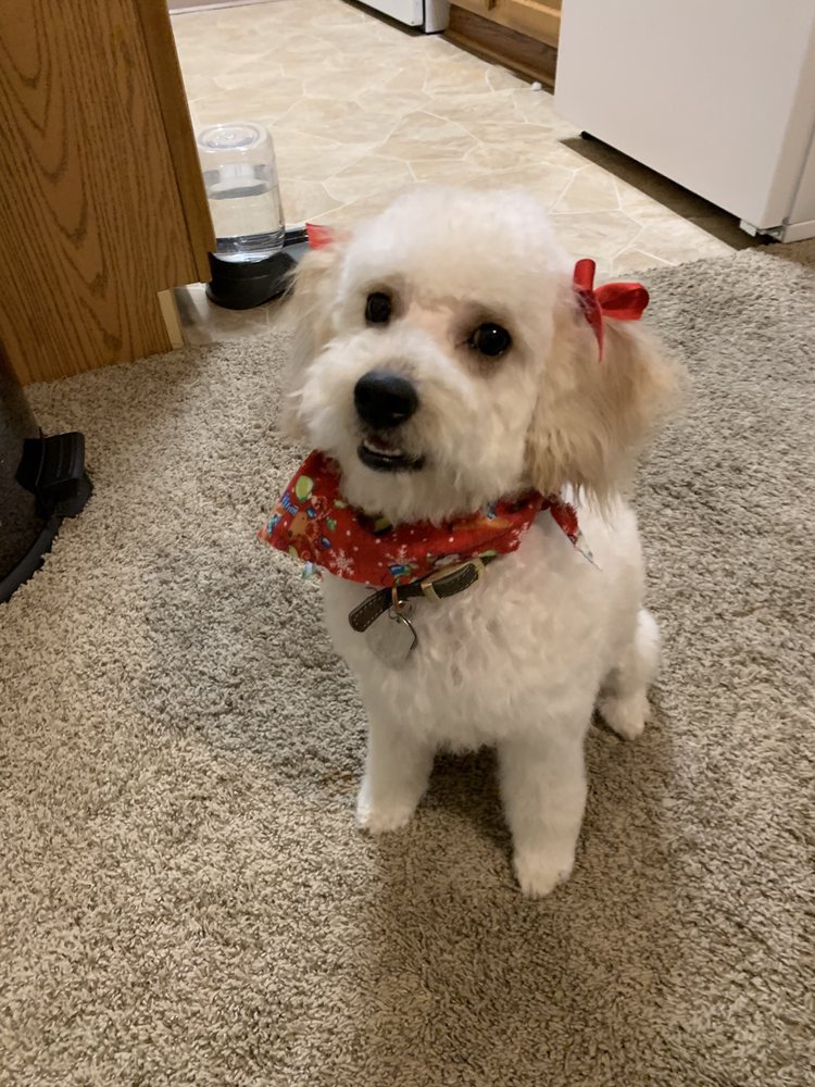 GROOMINGDALES PET SPA Updated September 2024 2418 N b Rd, Grand Island, Nebraska Pet