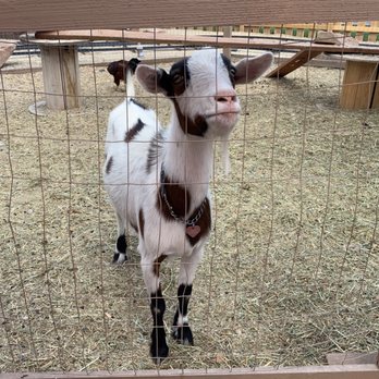 The Farm - Attraction Farms Near Me - West Jordan, Utah The Farm - Attraction Farms Near Me - West Jordan, Utah