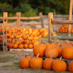 Hunter Farm - The Hunter farm also has various-sized carving pumpkins.