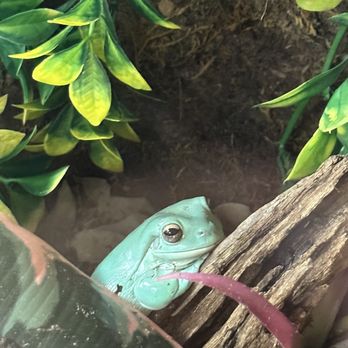 Phoenix Herpetological Society - Community Service/Non-Profit Near Me