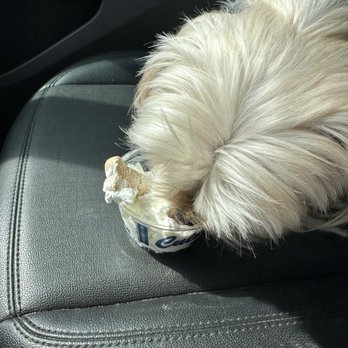 Culver's - Another pup cup - Burgers Near Me - Westfield, Indiana Culver's - Another pup cup - Burgers Near Me - Westfield, Indiana