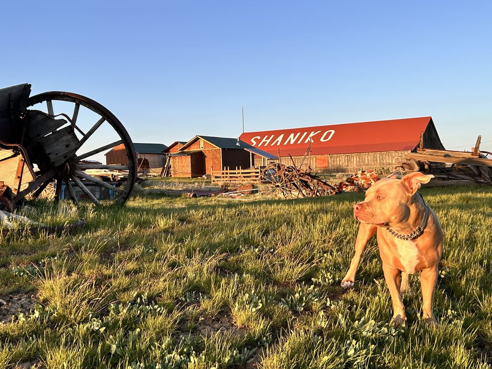 Historic Shaniko Hotel