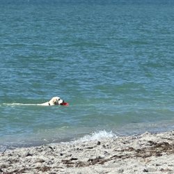 Near the designated dog area of Venice Beach.