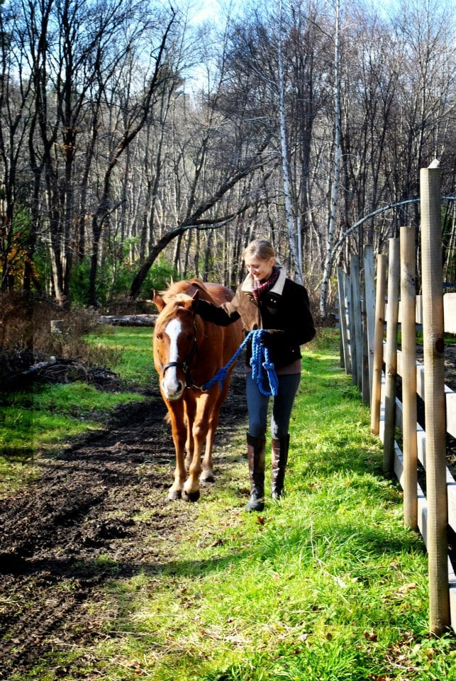 Pine Tree Equestrian Center - equestrian in Beverly Farms, MA