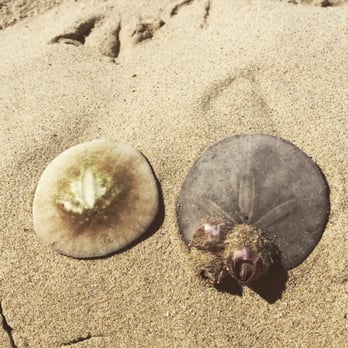 Pismo State Beach - Sand dollars! - Beaches Near Me - Oceano, California Pismo State Beach - Sand dollars! - Beaches Near Me - Oceano, California