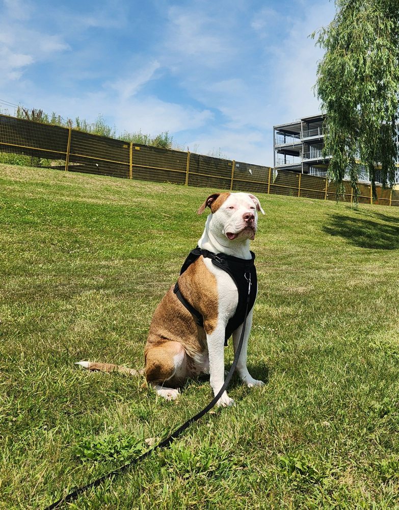 DAVE MCMAHON DOG ACADEMY Updated September 2024 17 Photos & 15