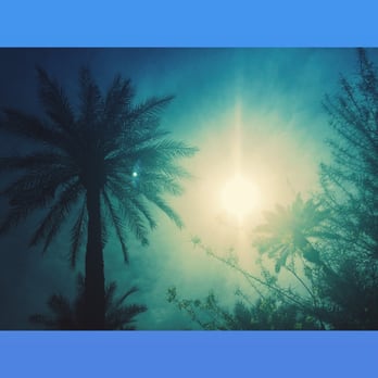 Shields Date Garden - Date palms all over! Just breathtaking stuff!! - Fruits & Veggies Near Me - Indio, California Shields Date Garden - Date palms all over! Just breathtaking stuff!! - Fruits & Veggies Near Me - Indio, California