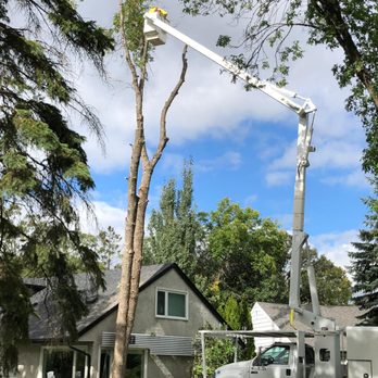 Pine to Palm - Tree Services Near Me Pine to Palm - Tree Services Near Me