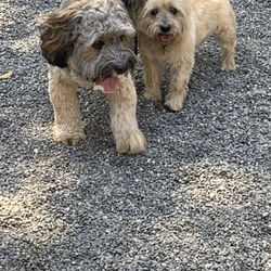 Kelly's Upscale Puppy - BFF's. Cooper and Maggie